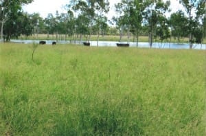 Semi-tropical pastures on Old Bombandy