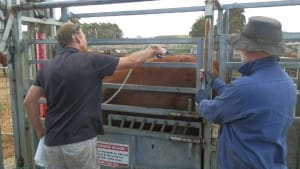 DAFWA technical officers Darren Michael and Phillip Button apply a pour-on worm control treatment to a steer during the drench resistance study. Picture: Jennifer Cotter 