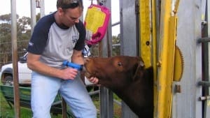 DAFWA technical officer Darren Michael drenches a steer as part of the study into drench resistance. Picture: Jennifer Cotter