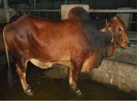 Slaughter bull ex Myanmar at Ho Chi Minh abattoir February 2015.