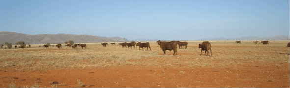 2015-4-13-ainsworth-cattle 2