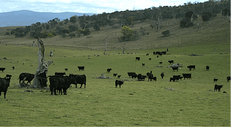 2015-4-13-ainsworth-cattle 4