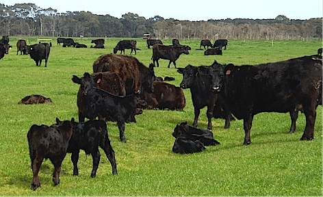 2015-4-13-ainsworth-cattle