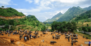  The Can Cau weekly cattle and buffalo market in the Lao Cai province on the Vietnamese/China border to the North West of Hanoi. This is not an official entry point for Chinese stock with the risk of importing Foot and Mouth Disease a major concern of Vietnamese veterinary authorities. Photo source : Thanh Nien News.
