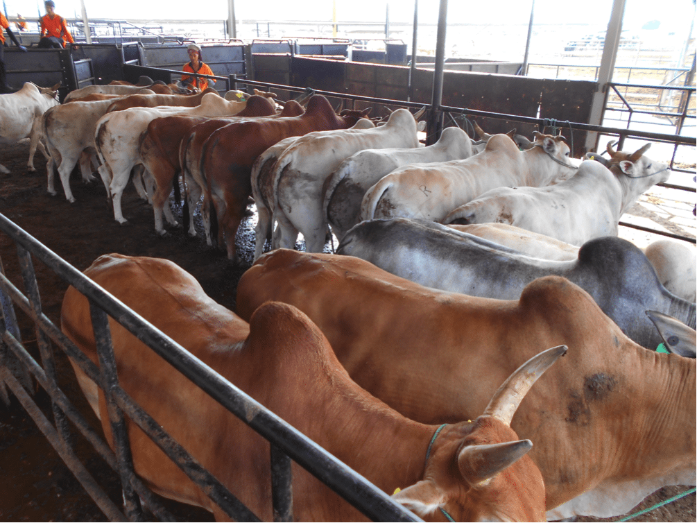 2015-4-8-ainsworth-fat-cattle-myanmar