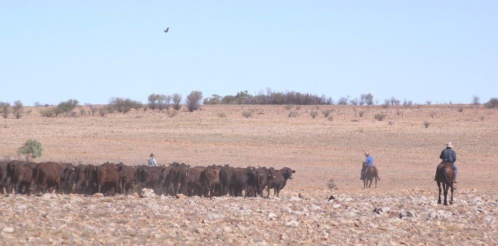 Drought Kidman