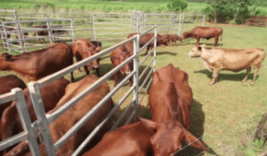 Missing cattle panels East Barron