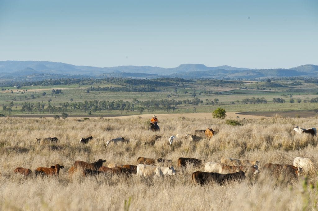 NCP grazing5