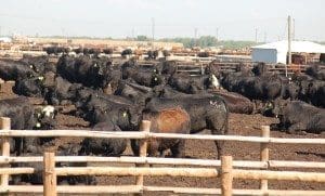 US feedlot fed cattle
