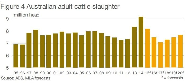 adult cattle slaughter 2015