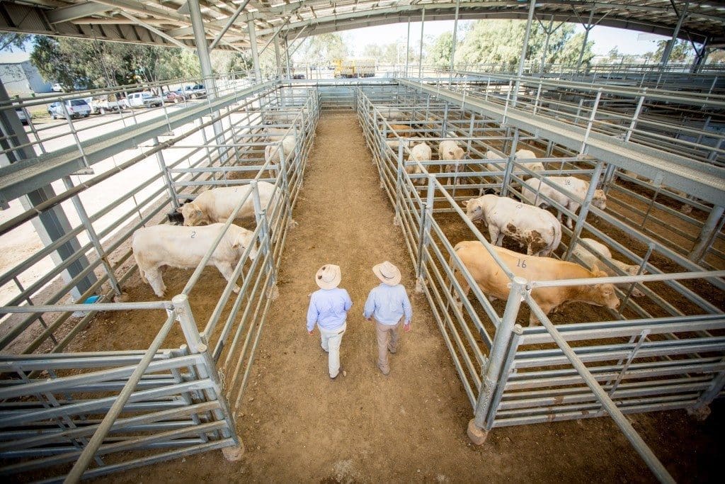 Mla cattle prices casino salamanca Mla cattle prices casino salamanca