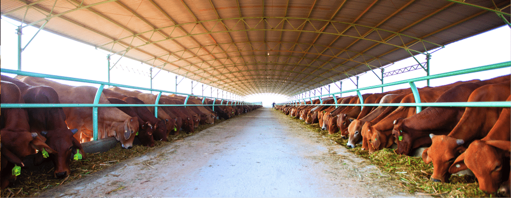 : From the HAGL web site – the Gai Lai feedlot in central Vietnam – filled with Aussie cattle.