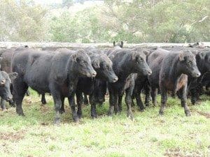 These 15-16 month old Hazeldean blood Angus steers at Walcha  averaging 388kg, made 323c/kg to return $1255 on Friday.