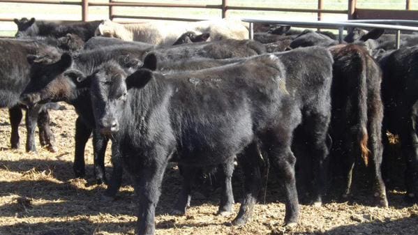 These light weaners 192kg made 375c/kg liveweight on Friday's AuctionsPlus sale.