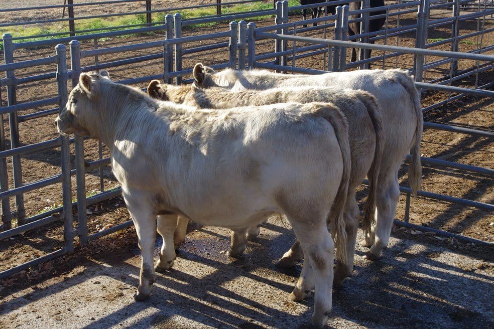 The grand championship winning pen of steers pictueed at home at Cooara, Keysbrook, WA before processing at Dardanup Butchering Co
