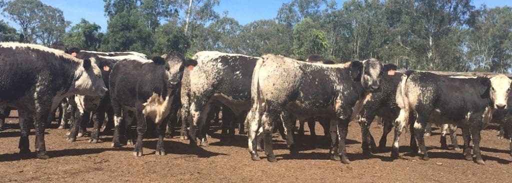 Some of the Speckle Park F1 steers in lairage before slaughter.