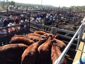 Record Shorthorn weaners Walcha sale saleyards