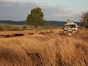 The Knudsen's grazing property, Rosehall, near Mundubbera