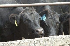 Angus feedlot heads tight