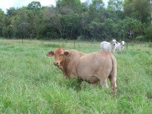 An F1 Senepol Brahman cross steer with Brahmans at the Douglas Daly Research Farm.