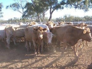 These station-mated five year old Santa x Charolais cows and calves out of Hillston made $1570 on Friday  