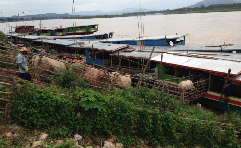 Thai cattle loading onto Lao riverboats for export to Myanmar then China. July 2014.