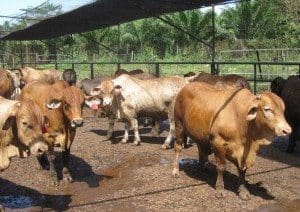 Trial steers on feed at Elders' Lampung feedlot in Indonesia.