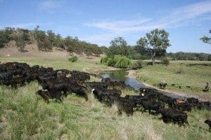 Cattle on Macintyre station in the New England