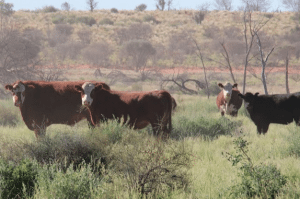 OBE Organic cattle