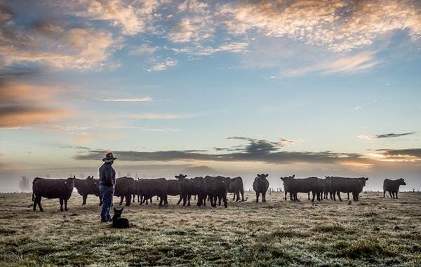 Sam White at Bald Blair Angus Stud at Guyra in northern NSW recorded 24mm in of rain in the last three days. Picture: Al Mabin Photography.