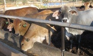 Trial steers on feed at Smithfield Feedlot at Proston.