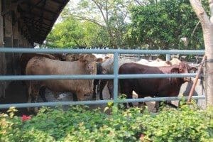 TUM June 2015 Australian cattle