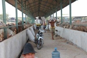 TUM June 2015 hand feeding