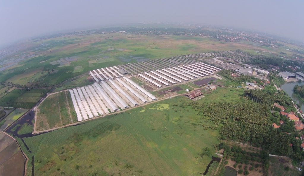 TUM's 48,500 head cattle feedlot at Tanjung Burung near Jakarta.