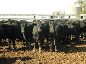 These 350kg Macintyre Station weaner steers were oart of a line of 118 bought by Bindaree Beef for 327.7c/kg on Friday