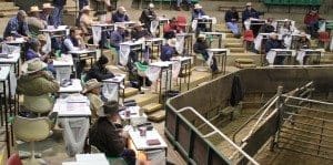 Buyers operating during the latter stages of the Wagga cattle sale yesterday. Picture: Leann Dax