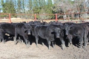 Top price among heavy feeders in Friday's AuctionsPlus sale at 337c/kg was paid for this line of 28 Angus steers, 405kg, Bonny Brooke blood from Walcha.