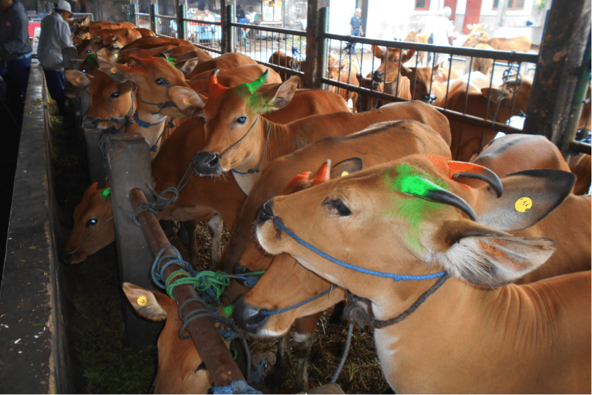 Young breeders with their horns marked with colour codes denoting their buyer. 