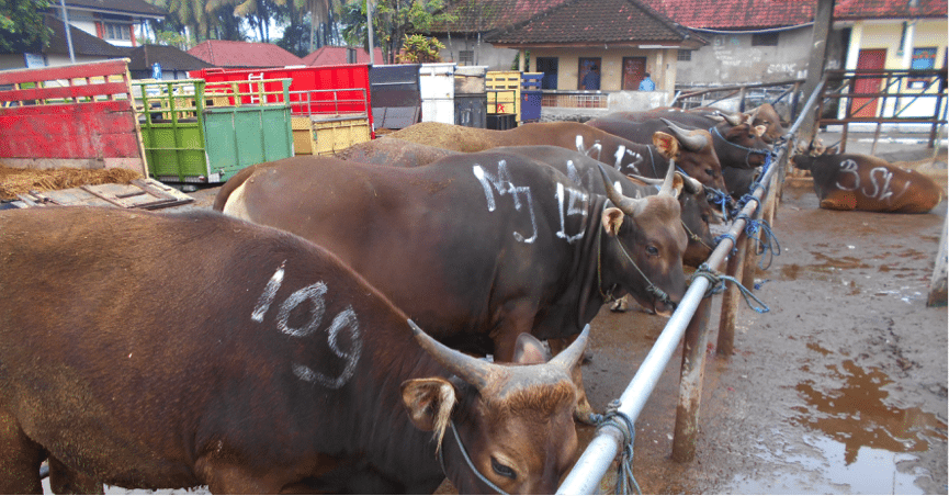 Bali bulls with their buyers mark awaiting trucking to Java.