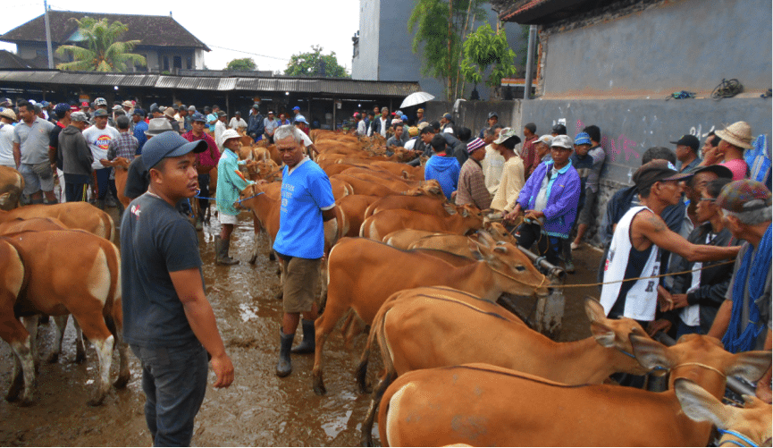 Local farmers buying and selling Bali cattle weaners at the Beringkit market. Young stock are sold per head and were fetching Rp8-9 million (AUD$800-900)