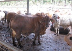 Trial steers on feed at Elders' Lampung feedlot in Indonesia.