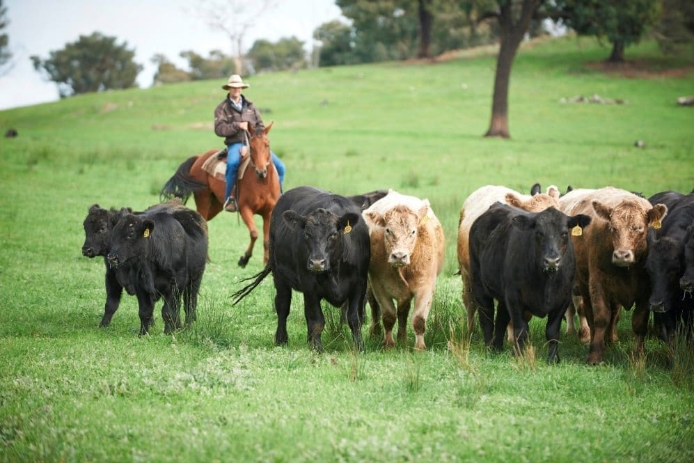 southern grassfed beef