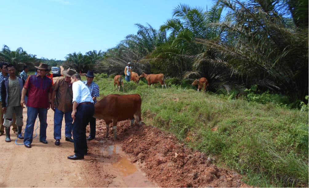 Northern Territory Minister of Agriculture Hon. Willem Westra van Holthe (white shirt) and NT Indonesian Consul Pak Andre Siregar(red and blue bull rider batik rodeo shirt) having a photo opportunity with the lead Bali cow of a group of cattle grazing under oil palm trees in East Kalimantan.