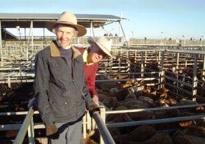 Ian and Janie Murray, Kindee Pastoral Co, Taroom, sold 350kg Charolais-cross steers to 338c/kg to return $1184/head at this morning's Roma’s store sale, which procued new saleyards record prices. 