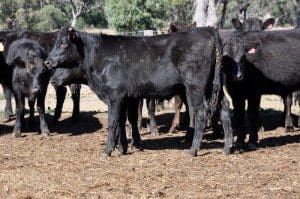 These young F1 backgrounder steers set a new AuctionsPlus record of 604c/kg liveweight on Friday.   