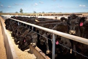 A pen of Angus cattle in the Gunyerwarildi feedlot pens