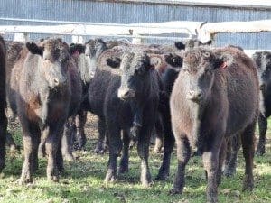 This line of 45 Wagyu F1 steers, 11-12 months weighing 313kg out of Glen Innes, made $1775 or 567.6c on Friday.