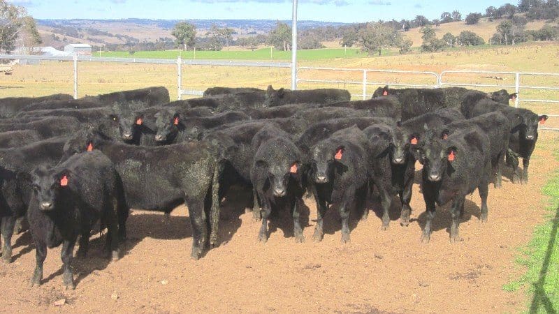 These 455kg Walcha steers made an AuctionsPlus heavy feeder record of 334c/kg on Friday. Buyer was a southeast Qld feedlot.  