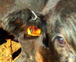 Cattle eartag disease device