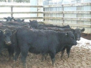 These 229kg Hazeldean heifers near Cooma made a record 389c/kg on AuctionsPlus on Friday. Note the snow on the rails and on the cattle in the background.